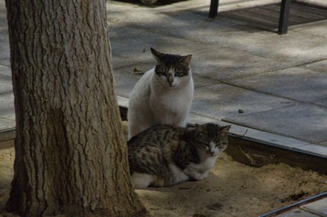 Pilar de la Horadada